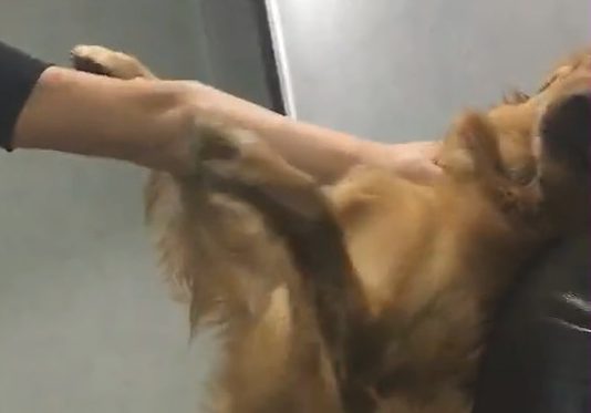 金毛犯错误后的优选,并不是承认错误只是“卖萌”,主人因此伤过脑 金毛犯错误后的优选,并不是承认错误只是“卖萌”,主人因此伤过脑