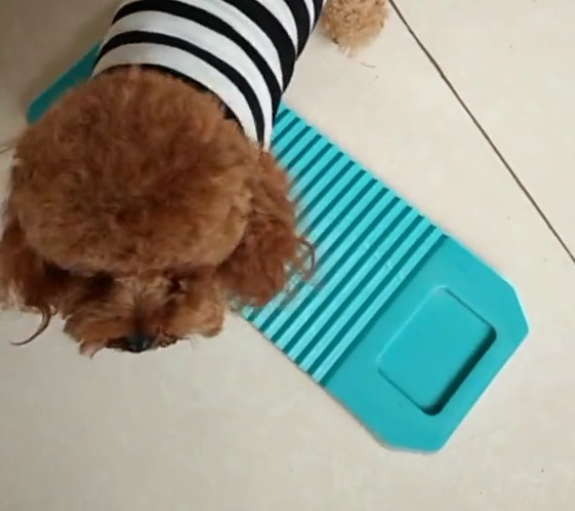 泰迪犯错误后,竟会积极跪搓衣板,这狗该怎么处罚? 泰迪犯错误后,竟会积极跪搓衣板,这狗该怎么处罚?