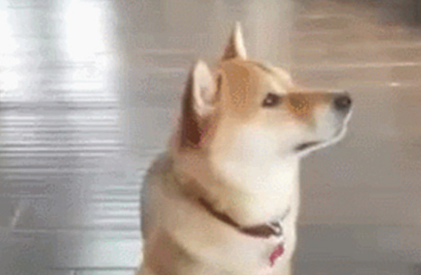 狗狗为了更好地吃到零食甘愿把零食顶在头顶，想不到却被伙伴偷食了，把它气得快痛哭