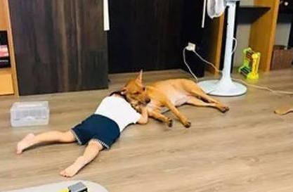 2岁宝宝讨亲亲被狗子回绝,她们背靠背冷暴力的模样,让母亲笑喷了! 2岁宝宝讨亲亲被狗子回绝,她们背靠背冷暴力的模样,让母亲笑喷了!
