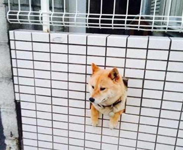 柴犬科学上网爬到另一家庭院,結果被卡死身体不可以动,一看小表情被逗乐 柴犬科学上网爬到另一家庭院,結果被卡死身体不可以动,一看小表情被逗乐
