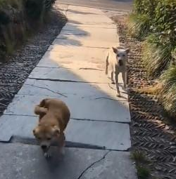 主人吹哨子狗狗赶忙赶到，见到后边闯入者，主人难堪笑发出声音