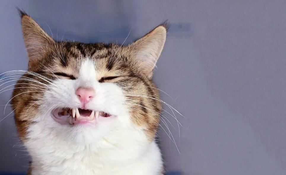 猫会不会怕热 猫会不会怕热