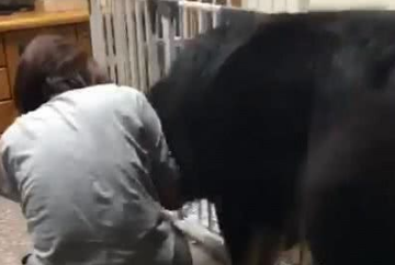 藏獒妒忌很吓人，拼命想往主人怀里钻，差点把主人给撞倒了
