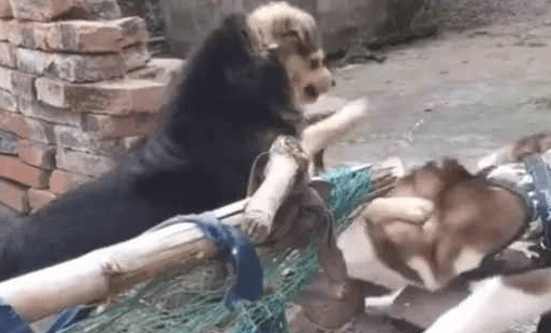 哈士奇戏弄中华田园犬，田园犬推挡便是一巴掌，二哈的小表情亮起