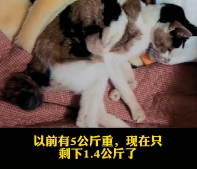 20岁老猫患舌癌被医生判死刑，主人却不肯放弃，4个月后…奇迹出现了！