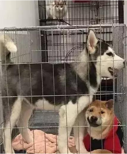 二哈和柴犬受困同一铁笼里！小柴：为何将我跟这一二货关一起？