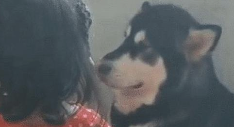 小主人被揍，小主人找狗狗帮助，狗狗看过女主角一眼表明：束手无策