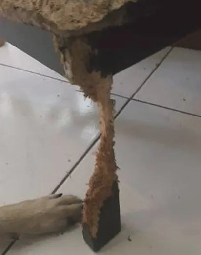 狗狗用了大半年的時间把凳子咬成那样，主人家看过狂赞：总算保证了！