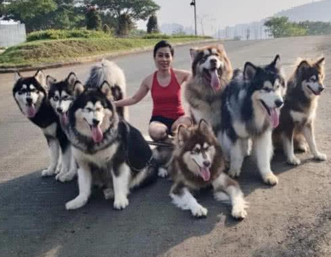 女生一人养七只阿拉斯加犬,遛狗的风格让人诧异,网民:是个狠人!