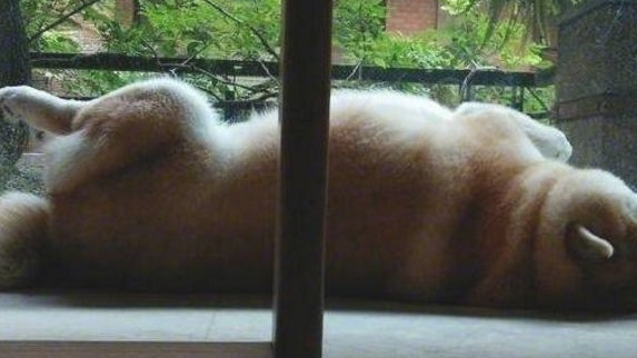 把柴犬送到父母家一段时间,去接的情况下惊倒,柴犬:不跟你回家了 把柴犬送到父母家一段时间,去接的情况下惊倒,柴犬:不跟你回家了