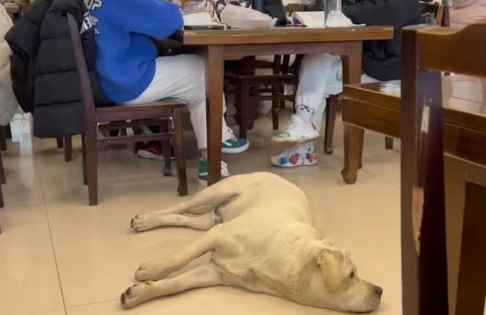 长沙一狗子跑进图书馆“学习培训”不肯走，目击证人：火腿肠诱惑都不愿走
