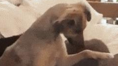 狗狗学主人去撸猫,成果使太大劲把猫都按趴下了,猫:蠢狗走开! 狗狗学主人去撸猫,成果使太大劲把猫都按趴下了,猫:蠢狗走开!