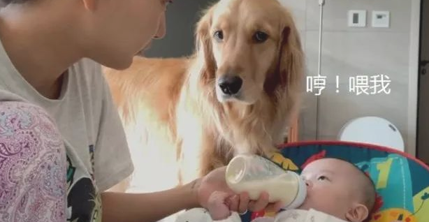 女主人生下宝宝后,金毛被冷淡,憋屈的模样令人心痛