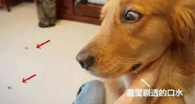 铲屎官竟那样欺压金毛,竟然当狗狗面吃了牛肉干,金毛:没有那样欺压狗的 铲屎官竟那样欺压金毛,竟然当狗狗面吃了牛肉干,金毛:没有那样欺压狗的