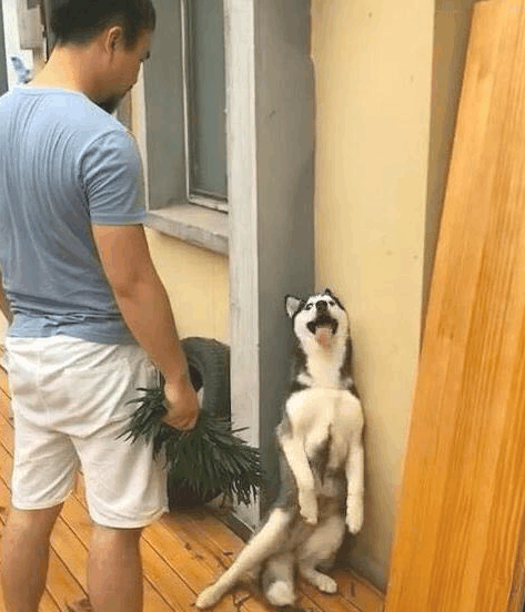 哈士奇这货又撕家了气的我拔起一片绿萝就追結果哈士奇一瞬间变妩媚动人秒承认错误