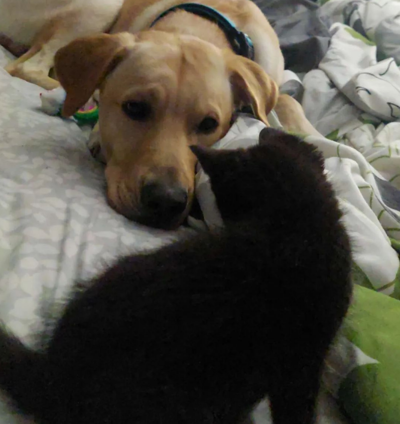 什么猫比较好养,不挑食的猫,养猫趣事 什么猫比较好养,不挑食的猫,养猫趣事