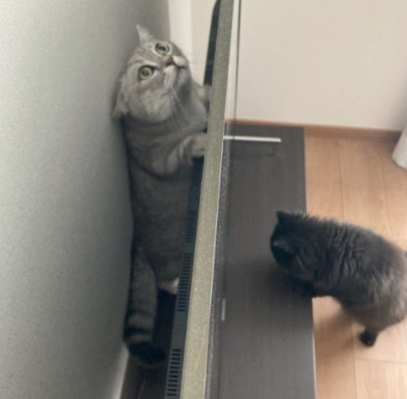猫猫偷躲在电视后面被发现,小脸惊慌失措…咋找到我的? 猫猫偷躲在电视后面被发现,小脸惊慌失措…咋找到我的?