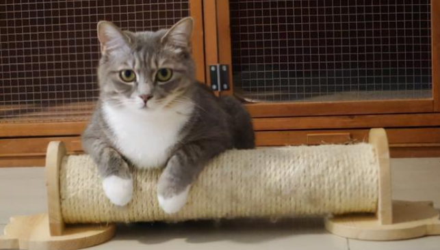 法米娜用猪肉和苹果做猫粮 是搞事情还是高营养? 法米娜用猪肉和苹果做猫粮 是搞事情还是高营养?