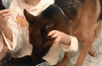 德牧看到女主人对着镜子用劲拍自身面颊后,下一秒的行为令人暖哭 德牧看到女主人对着镜子用劲拍自身面颊后,下一秒的行为令人暖哭