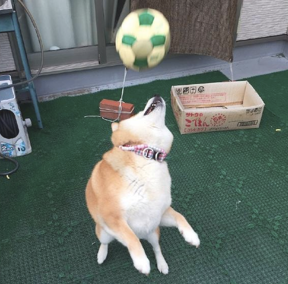 网友和柴犬玩抛传球，球却立即砸来到它的脸部，狗：你是有意的吗