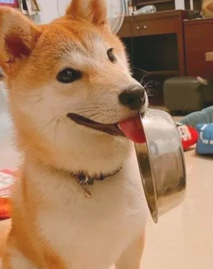 秋田犬自小就喜欢叼碗卖萌，可等它长大以后，铲屎官愣住