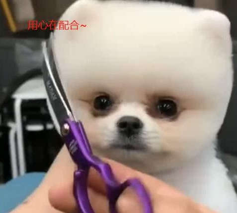 主人给小狗修毛，小狗闭紧眼睛聪明聪明，睁开眼后动作太萌了