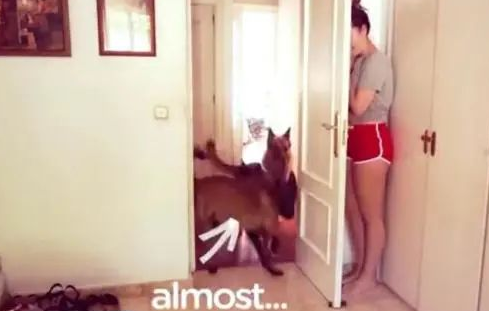 女主人藏在门后,狗狗找了三圈,鼻部嗅不上向往的生活! 女主人藏在门后,狗狗找了三圈,鼻部嗅不上向往的生活!