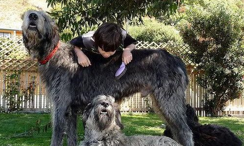 如何治疗爱尔兰猎狼犬拉肚子？作为主人一定要知道！