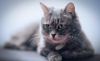 猫吃克痢肽前要不要断食