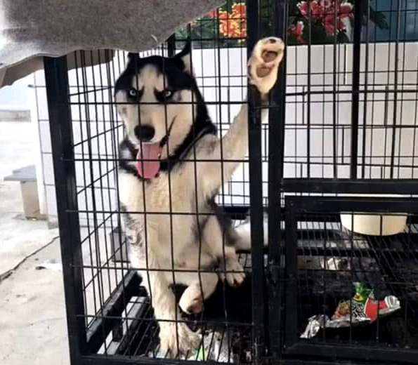 二哈刚开始自嗨方式,結果此次被自身坑了,见到这幕主人笑哭 二哈刚开始自嗨方式,結果此次被自身坑了,见到这幕主人笑哭