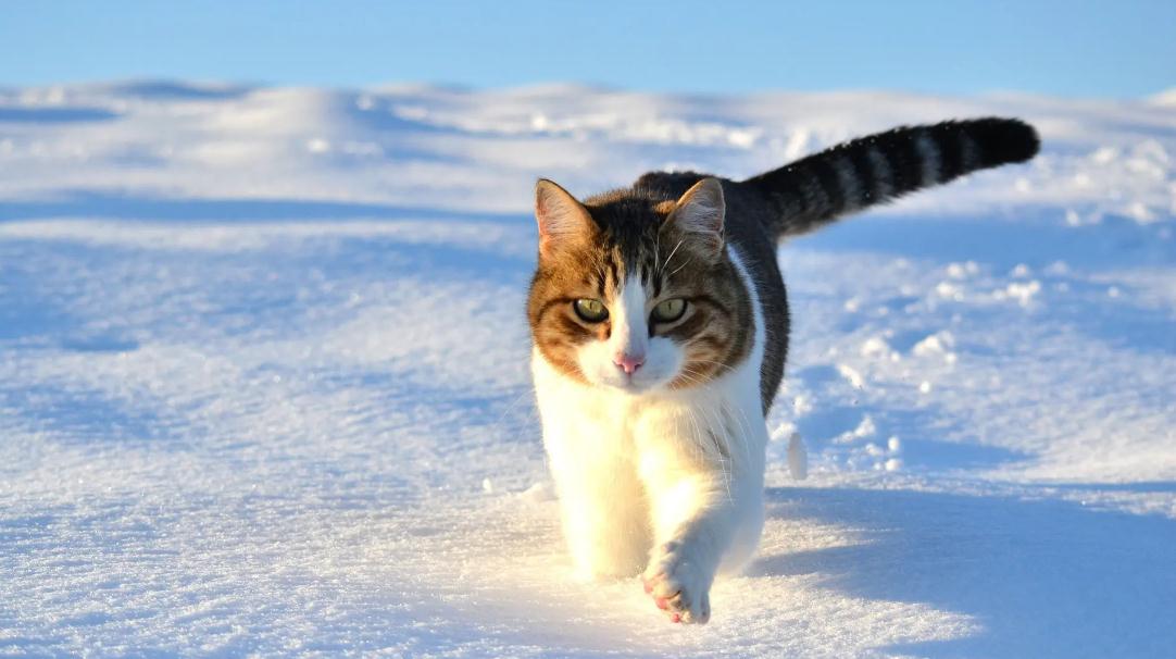 猫咪被咬伤伤口化脓该如何处理