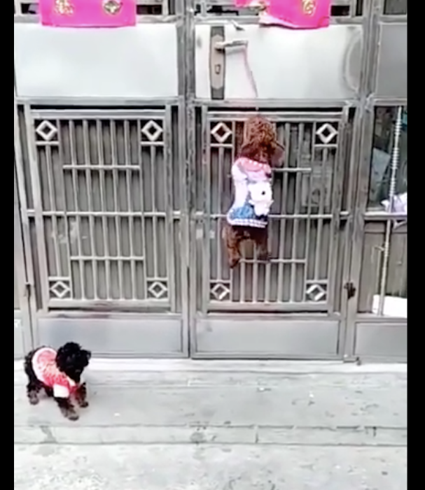 主人在门边栓了一根绳子,泰迪就学好自身开门了,也太蠢了吧 主人在门边栓了一根绳子,泰迪就学好自身开门了,也太蠢了吧