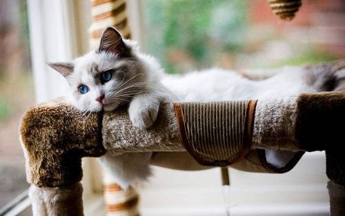 靓贝猫粮怎么样