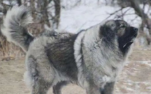 高加索犬会攻击人吗?不清楚的赶紧看看! 高加索犬会攻击人吗?不清楚的赶紧看看!