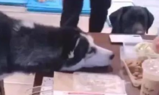 二哈贪吃浮想联翩的盯住主人的肉,狗狗:我也看一下就行 二哈贪吃浮想联翩的盯住主人的肉,狗狗:我也看一下就行