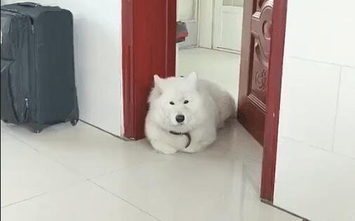 小狗把爪爪折起来躺着，这姿态看上去好怪怪的，前世是只猫吧！