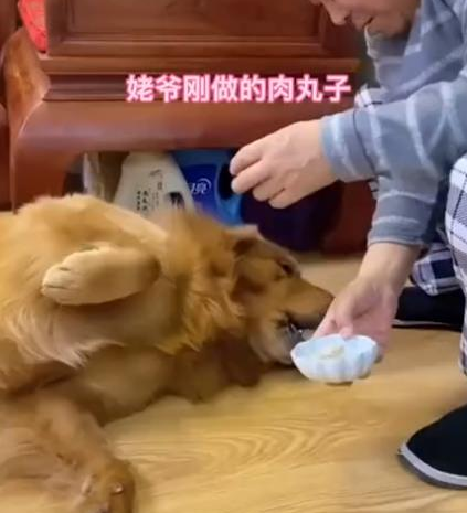 狗狗不愿吃肉丸子，北京姥爷灵机一动对它说一番话，肉丸一下吃光