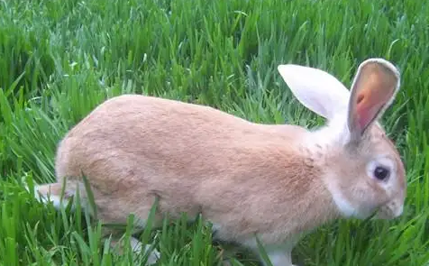 怎么养豫丰黄兔?方法很简单!
