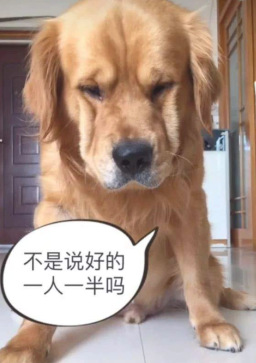 金毛的肉干被媳妇儿吃完后，一个囧呈现在小狗脸部