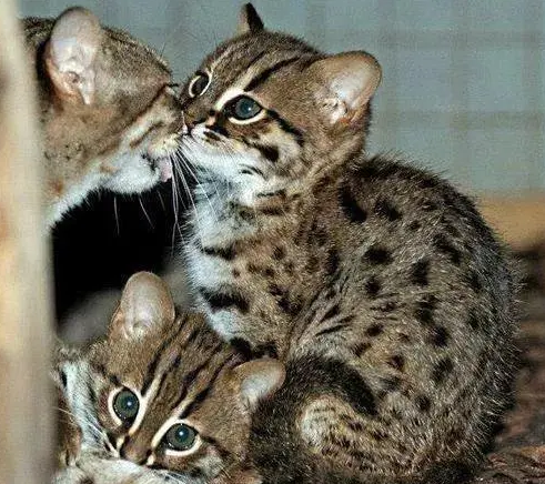 猫咪指甲应该怎么剪 猫咪指甲应该怎么剪