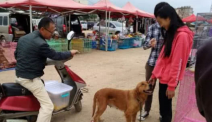 女生百般无奈要卖出金毛,听见女生讲出的价钱,过路人皆叹惋惜