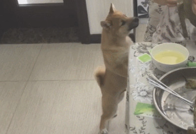 主人们偷吃大餐柴犬叼着碗小跑步回来：餐厅厨房还有我柴柴的坐位吗？