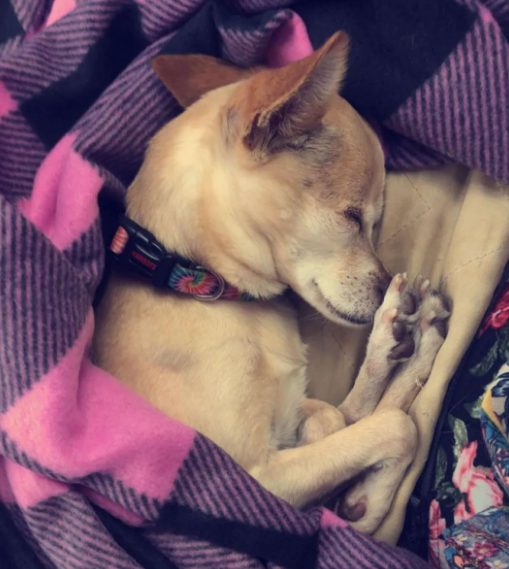 被通知已离世2年的爱犬在收容所,她哭着去查看,发现真的是它... 被通知已离世2年的爱犬在收容所,她哭着去查看,发现真的是它...
