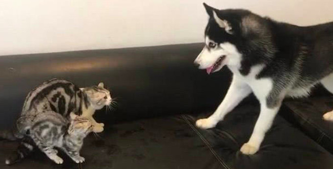 二哈想与奶猫玩乐，不愿却遭猫妈暴打，二哈：就玩一会嘛