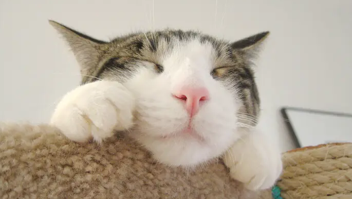 猫的后背一碰就抽一下睡不好觉 猫的后背一碰就抽一下睡不好觉