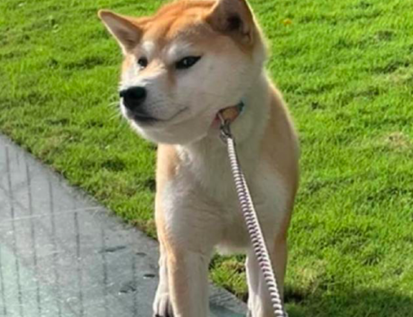 网友带柴犬去玩，到进餐时间它却如何也不肯走，这小表情好固执！