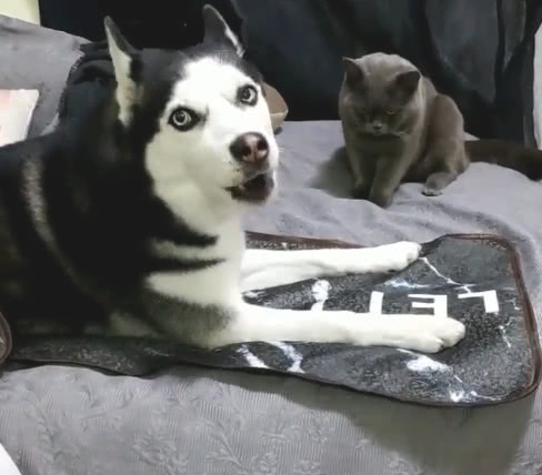 被蓝猫扇了一巴掌，二哈向铲屎官憋屈发牢骚：能否劝告喵主子
