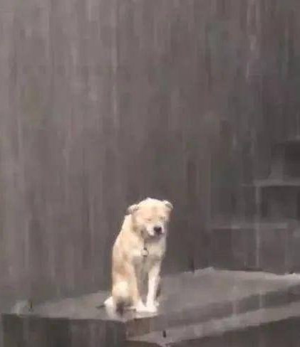 倾盆大雨时狗狗被湿透，颈部有束缚，默默地在雨里抽泣