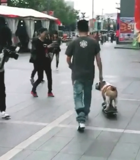 男子街边遛猫遛狗,狗狗酷帅滑滑板追随主人 男子街边遛猫遛狗,狗狗酷帅滑滑板追随主人